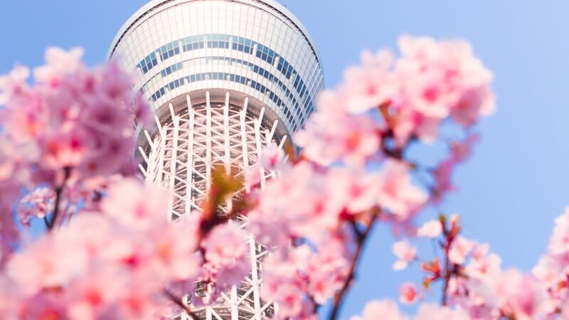pink cherry blossom tree near white and brown concrete building during daytime